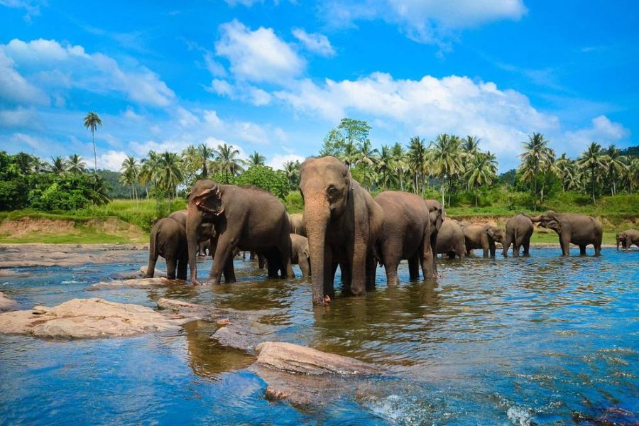 Sri Lanka Best Tour Package