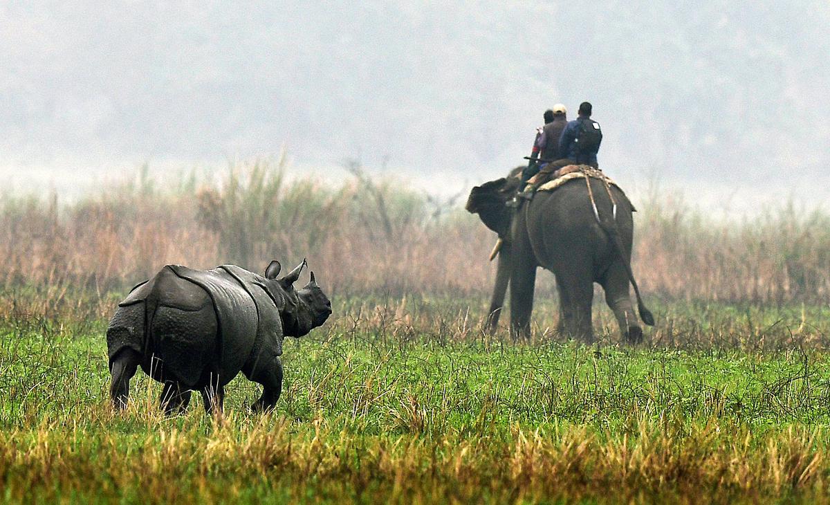 Day 5: Explore Kaziranga National park