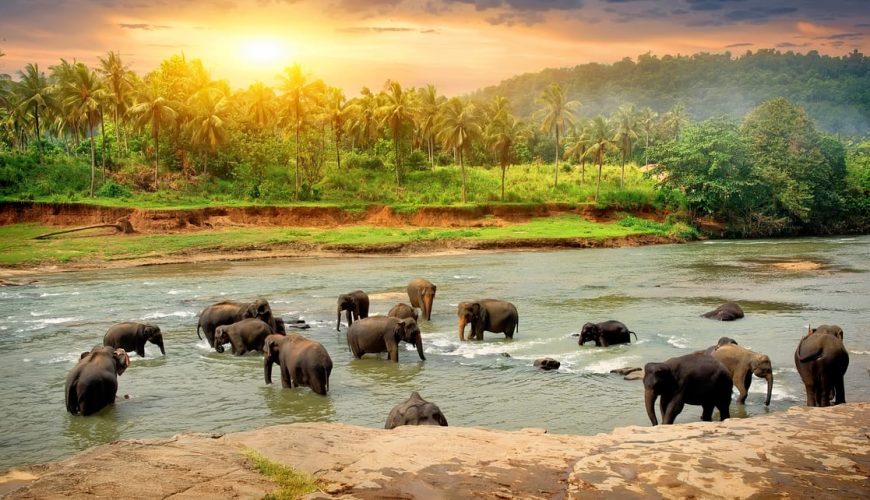 Discover the Serene Beauty of Sri Lanka