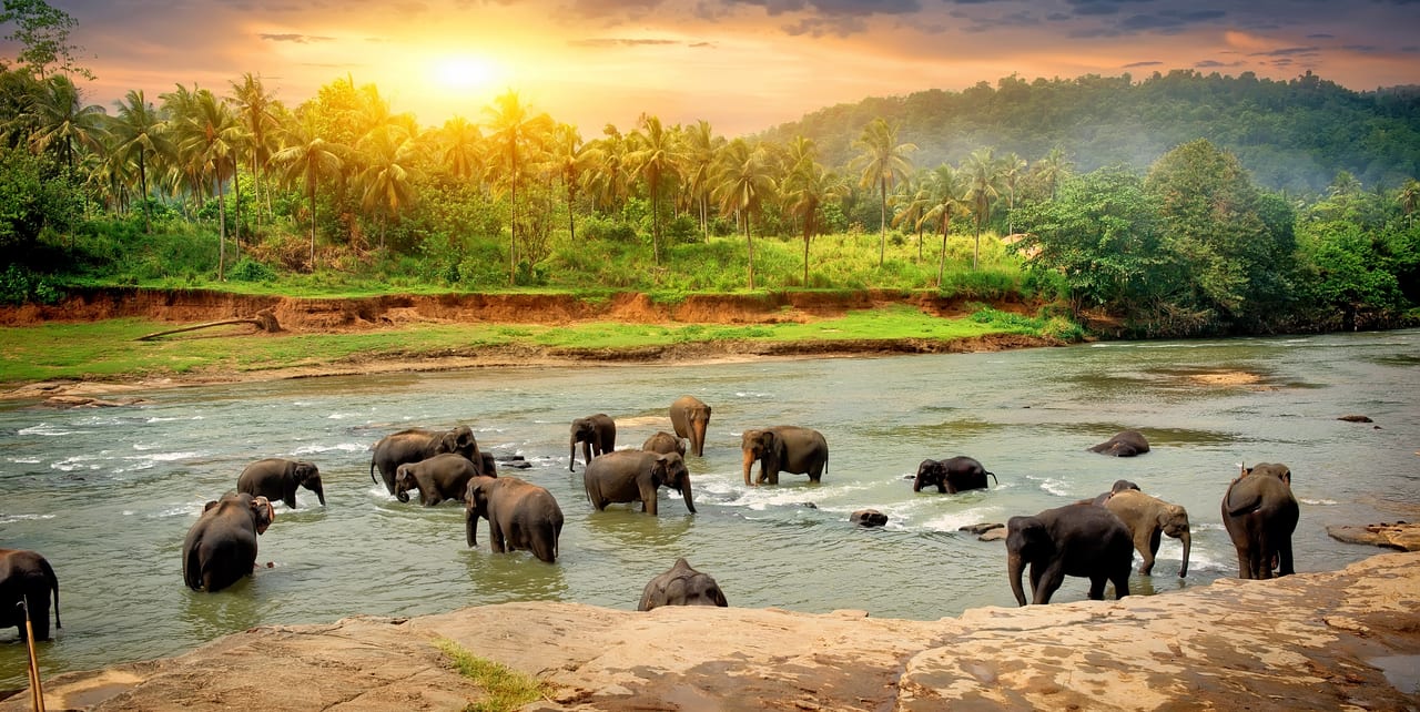 Discover the Serene Beauty of Sri Lanka